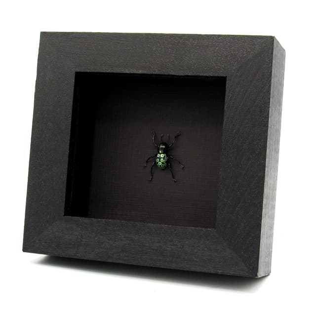 WEEVIL MANIA - Real metallic green beetle framed - Pachyrhynchus ocellatus
