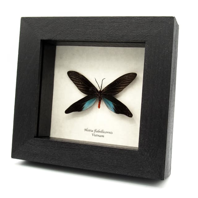 Real Zygaenid moth framed taxidermy - Histia flabellicornis