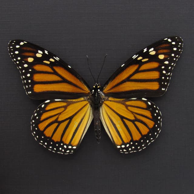 Real XL Monarch framed taxidermy butterfly - Danaus plexippus