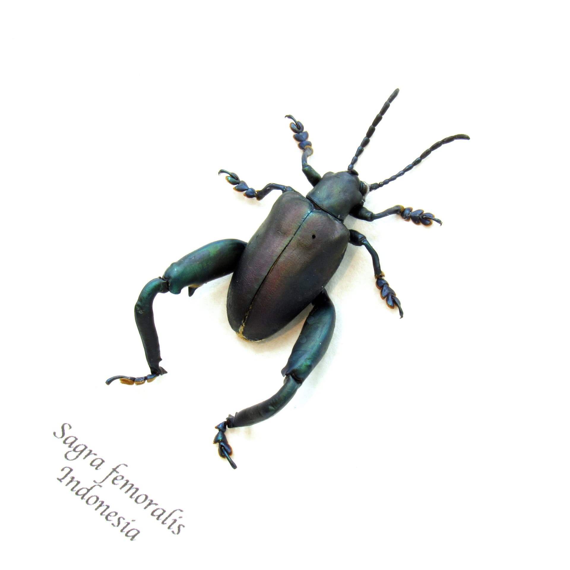 Large real blue-green Frog Beetle framed taxidermy - Sagra femoralis
