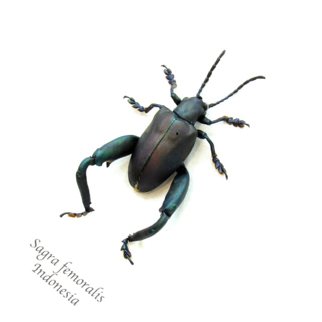 Large real blue-green Frog Beetle framed taxidermy - Sagra femoralis
