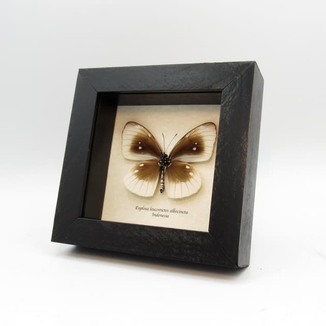Real white framed taxidermy butterfly - Euploea leucostictos albocincta