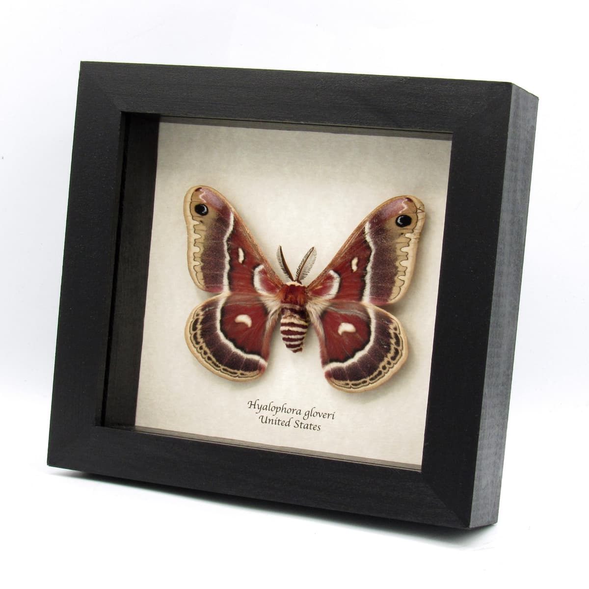 Real Glover's Silkmoth framed specimen - Hyalophora gloveri - large