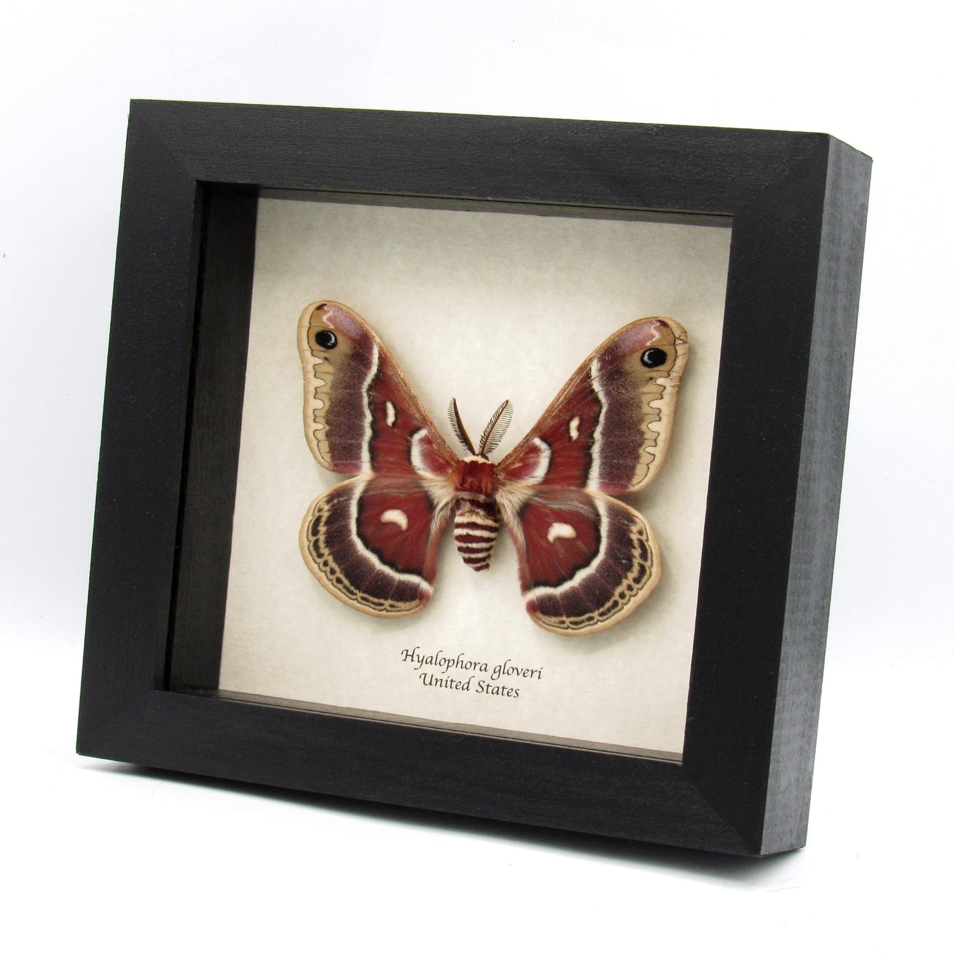 Real Glover's Silkmoth framed specimen - Hyalophora gloveri - large