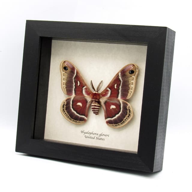 Real Glover's Silkmoth framed specimen - Hyalophora gloveri - large