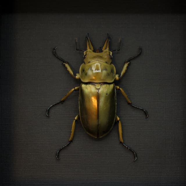 Real Bronze Devil Stag beetle framed taxidermy - Allotopus Rosenbergi