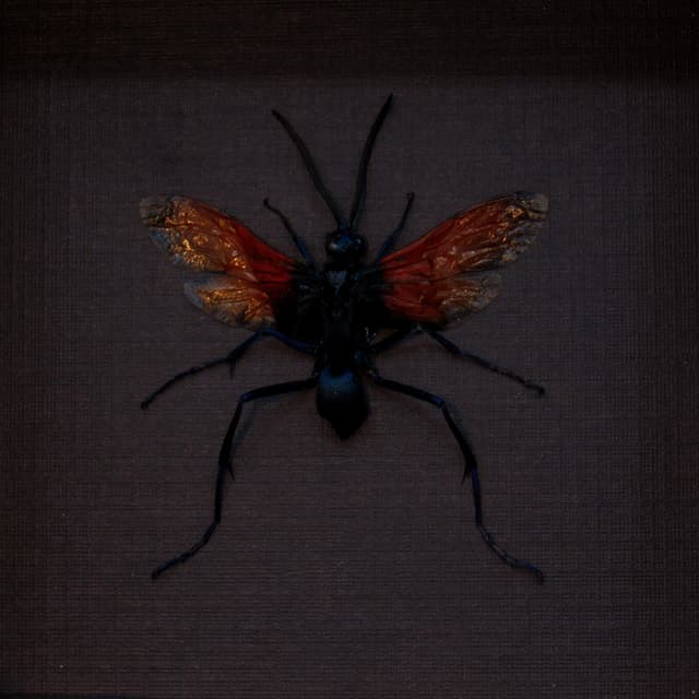 Real Tarantula Hawk Wasp framed taxidermy - Pepsis thisbe