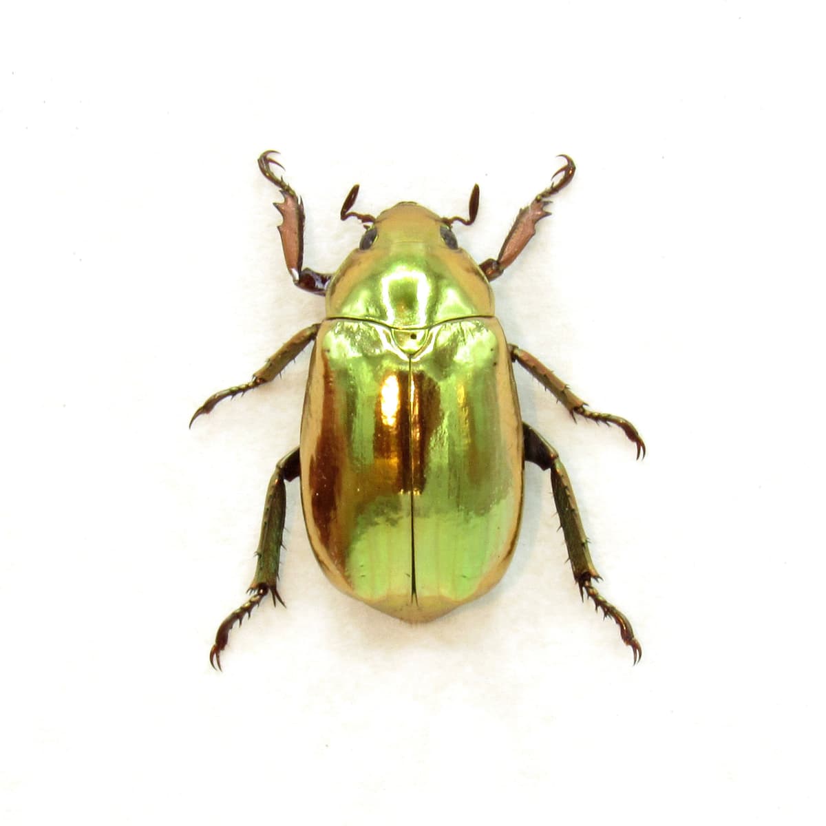 Real gold metallic jewel beetle framed taxidermy - Chrysina cupreomarginata
