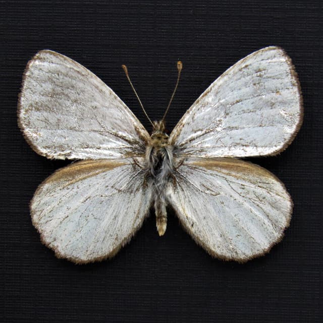 Very rare metallic Silver Satyr butterfly framed taxidermy - Argyrophorus argenteus