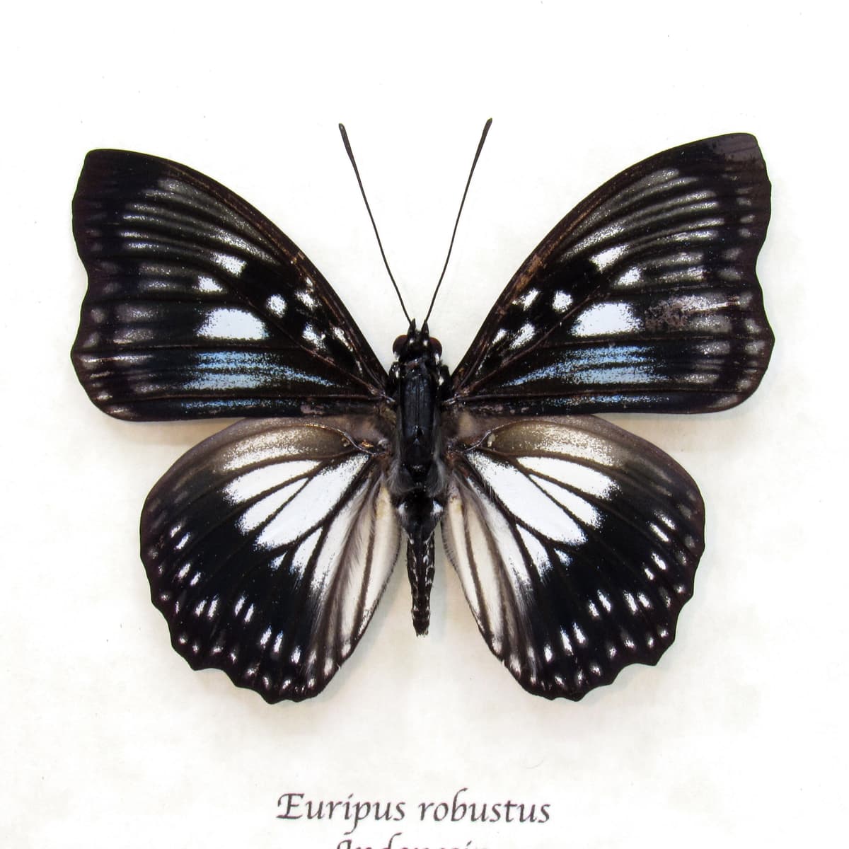 Real framed taxidermy butterfly - Euripus robustus