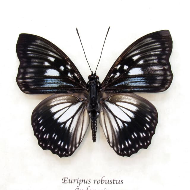 Real framed taxidermy butterfly - Euripus robustus