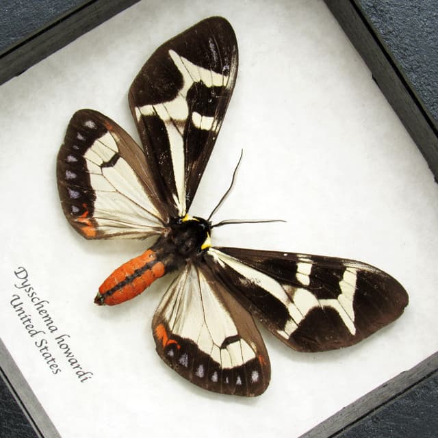 Real Northern Giant Flag moth framed taxidermy - Dysschema howardi