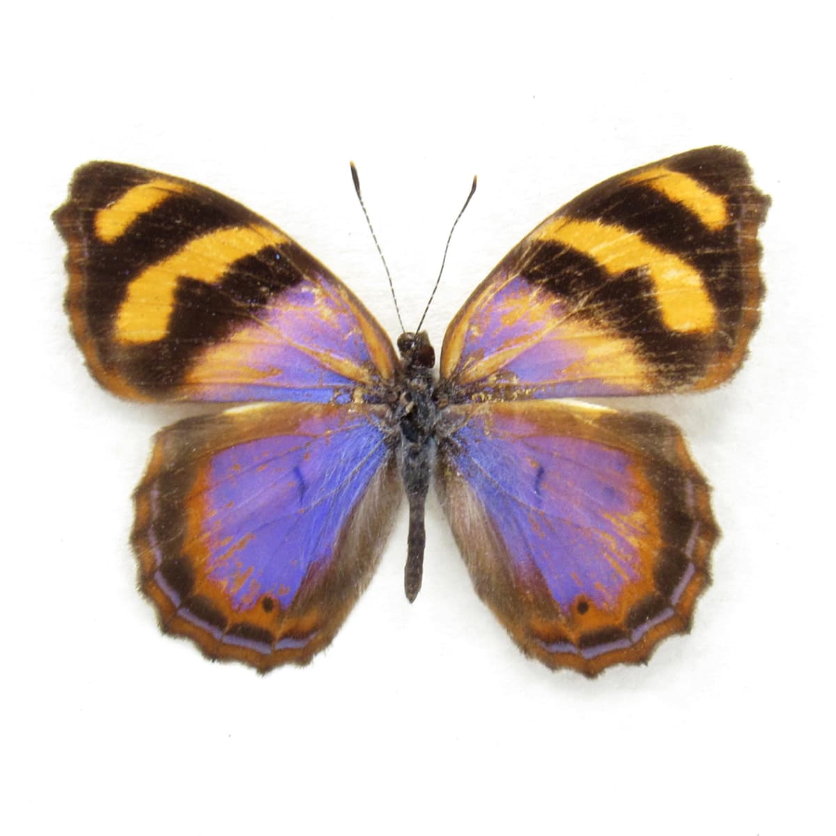 Rare purple butterfly framed taxidermy - Bolboneura sylphis