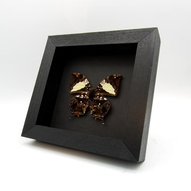 Real metallic Dead Leaf butterfly framed taxidermy - Hypna clytemnestra