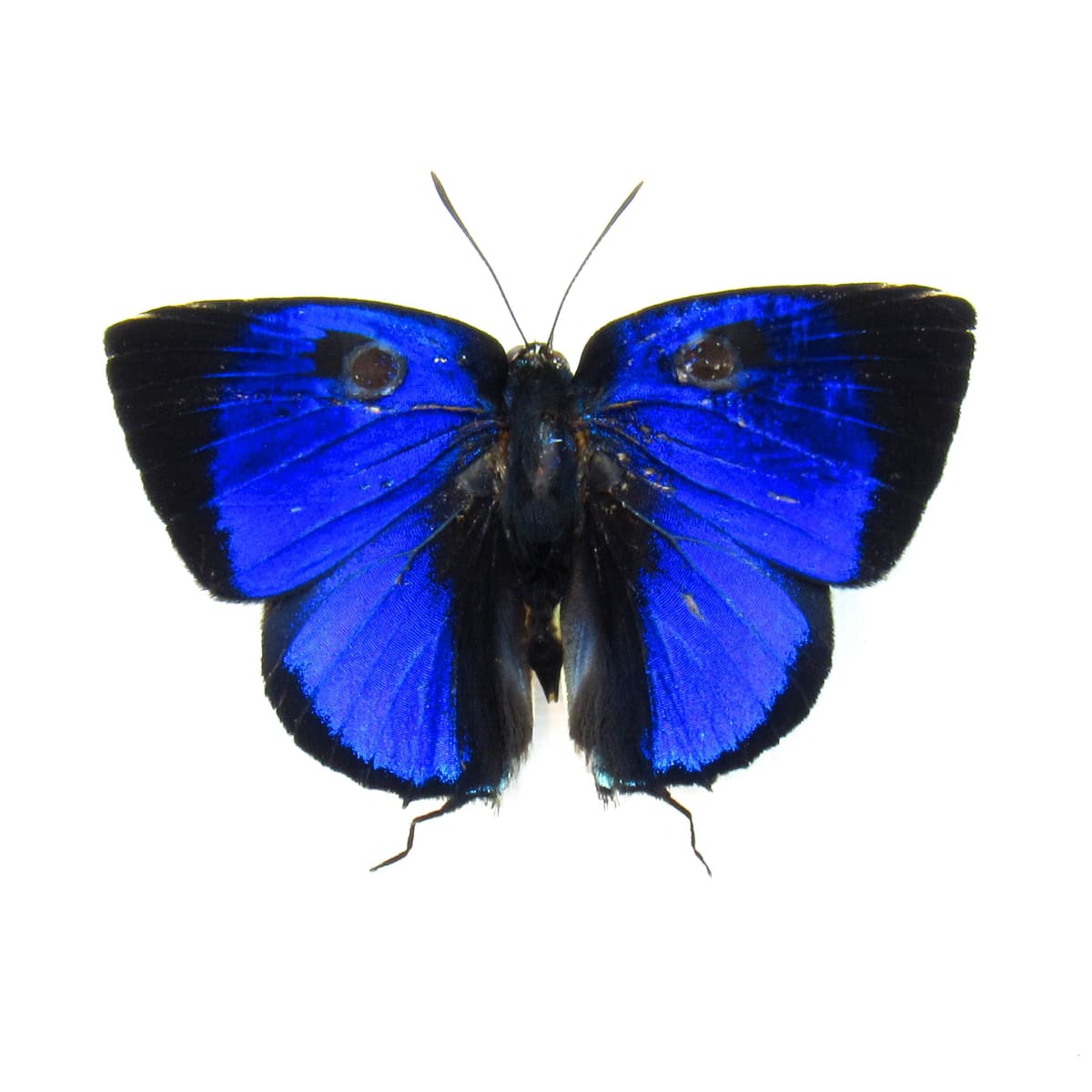 Real metallic blue Hairstreak butterfly framed taxidermy - lycaenidae species
