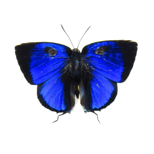 Real metallic blue Hairstreak butterfly framed taxidermy - lycaenidae species