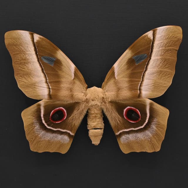 GIANT rare Saturn moth framed taxidermy - Pseudimbrasia deyrollei - XL female