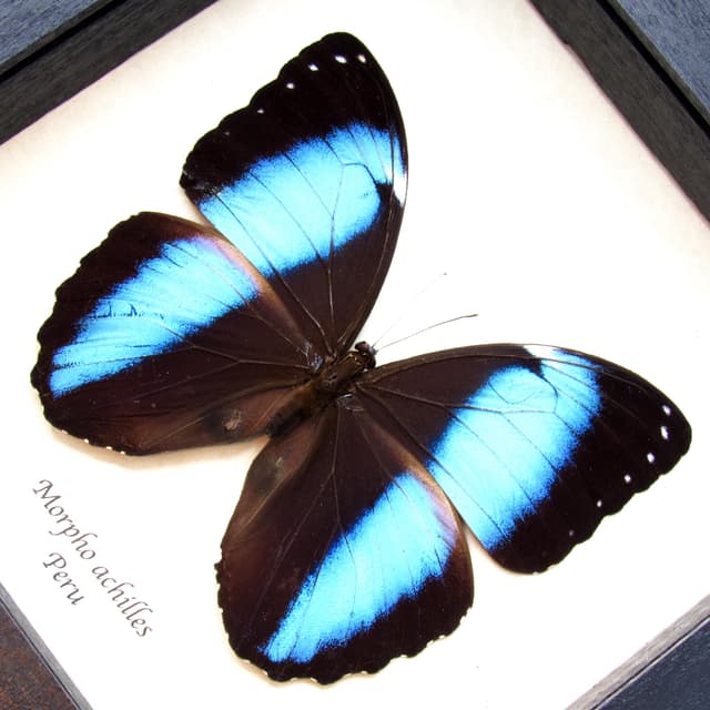 Real metallic blue Morpho butterfly framed taxidermy - Morpho achilles