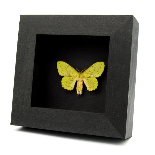 Real lime green moth framed taxidermy - Trabala charon - female
