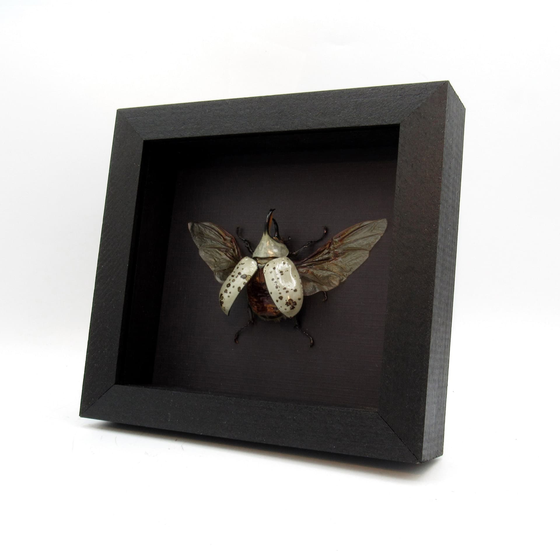 Real Western Hercules beetle framed - Dynastes grantii - large