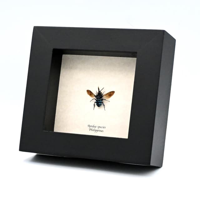 Real tiny blue bee framed taxidermy - Apidae species