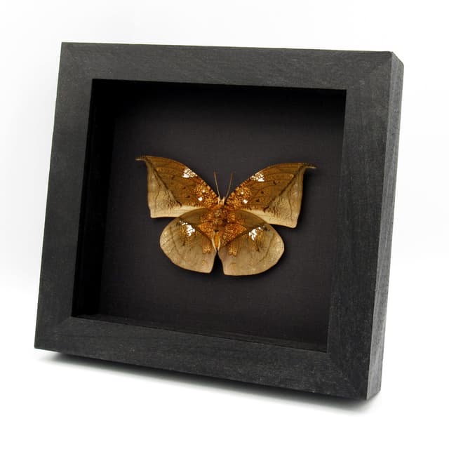 Real metallic gold dead leaf butterfly framed taxidermy - Anaea archidona - large female