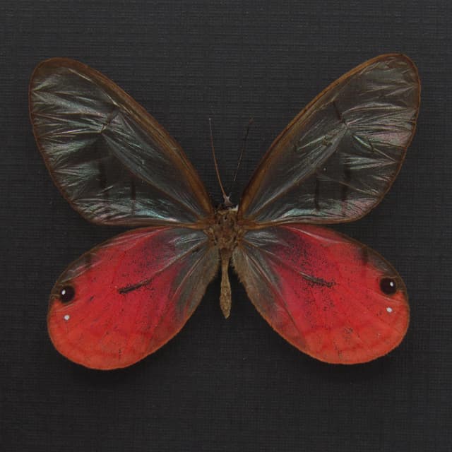 Real pink Blushing Phantom butterfly framed taxidermy - Cithaerias pireta aurorina