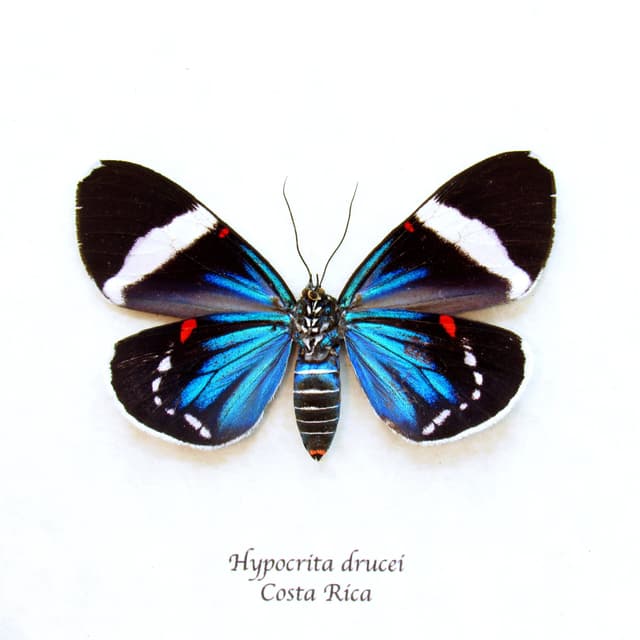 Real metallic framed moth taxidermy - Hypocrita drucei - large female