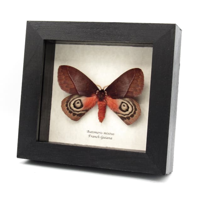 Real Saturn moth framed taxidermy - Automeris mixtus