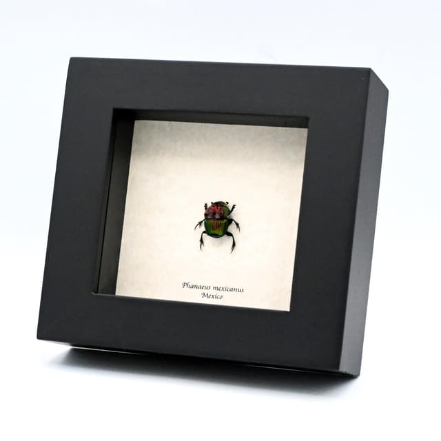 Real metallic dung beetle framed taxidermy - Phanaeus mexicanus