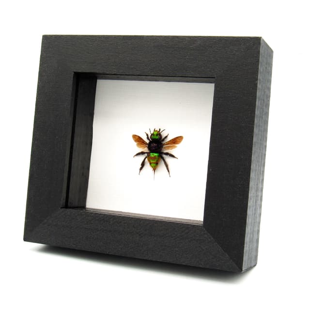 Rare XL green metallic Orchid Bee framed taxidermy - Euglossa species