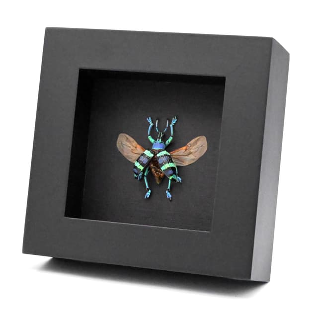 Real metallic weevil framed taxidermy - Eupholus mimikanus