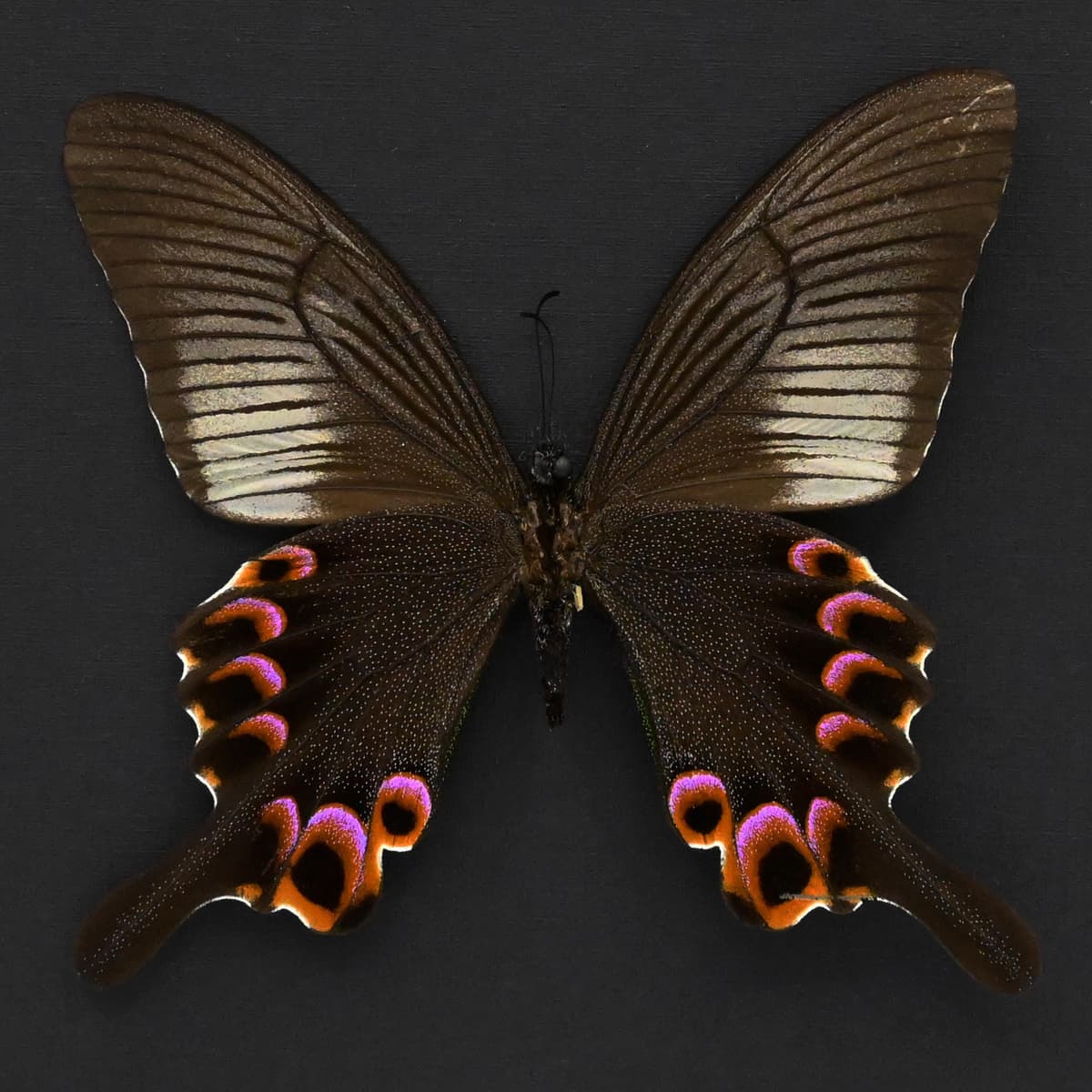 Large Black and Purple Peacock butterfly framed taxidermy - Papilio arcturus - female