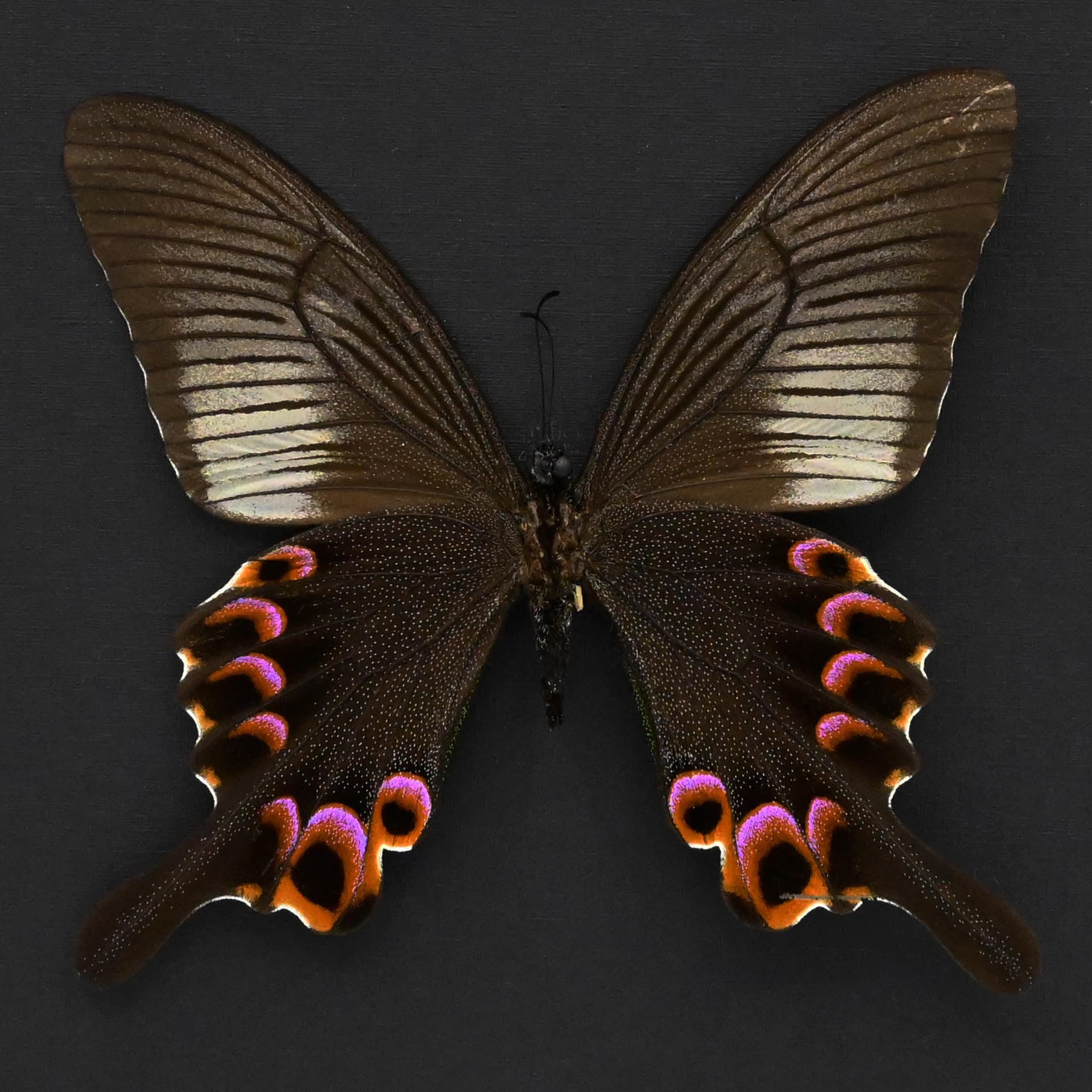 Large Black and Purple Peacock butterfly framed taxidermy - Papilio arcturus - female