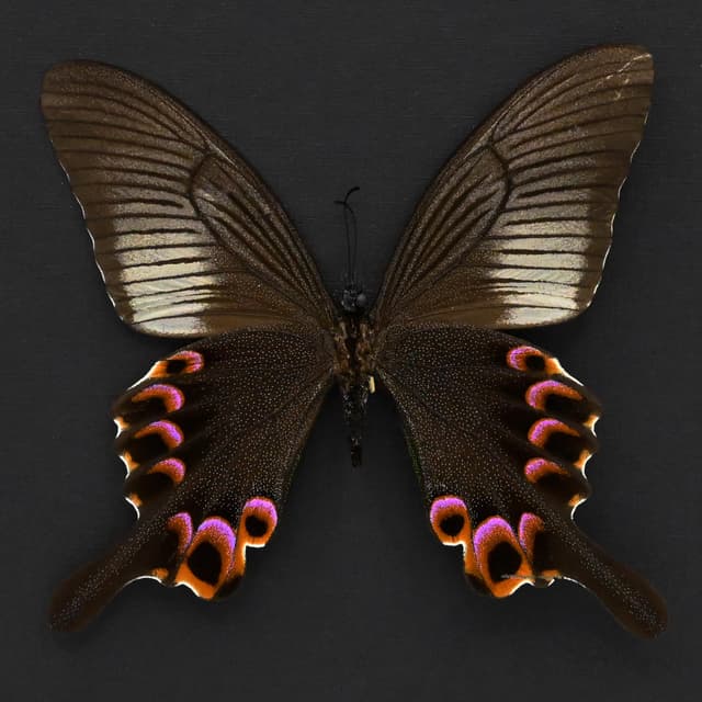 Large Black and Purple Peacock butterfly framed taxidermy - Papilio arcturus - female
