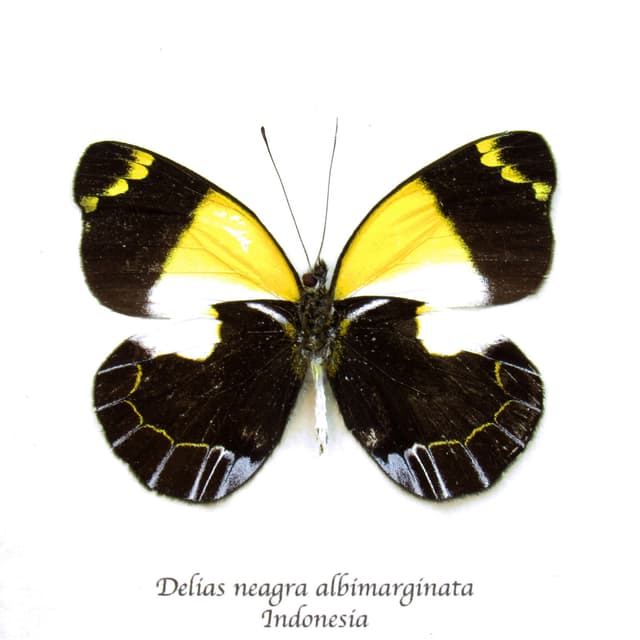 Real yellow Delias butterfly framed taxidermy - Delias neagra albimarginata