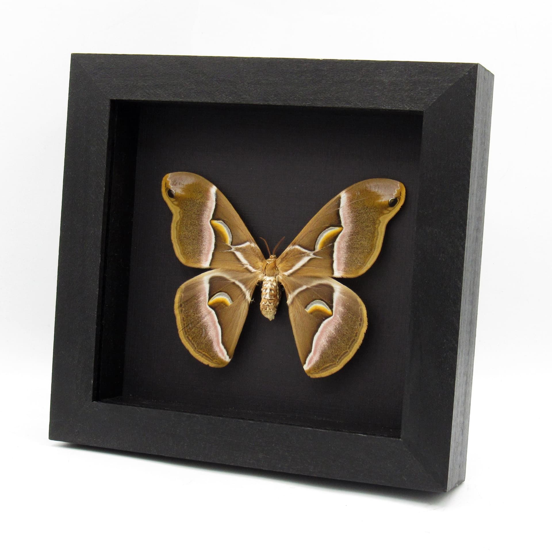 Real Lessor Atlas moth framed taxidermy - Samia wangi - large female
