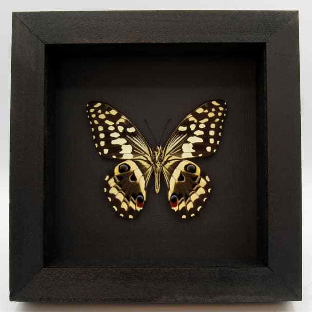 Real framed taxidermy butterfly - Papilio demodocus
