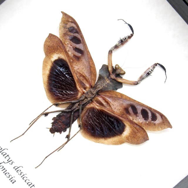 Real framed taxidermy praying mantis - Deroplatys desiccata