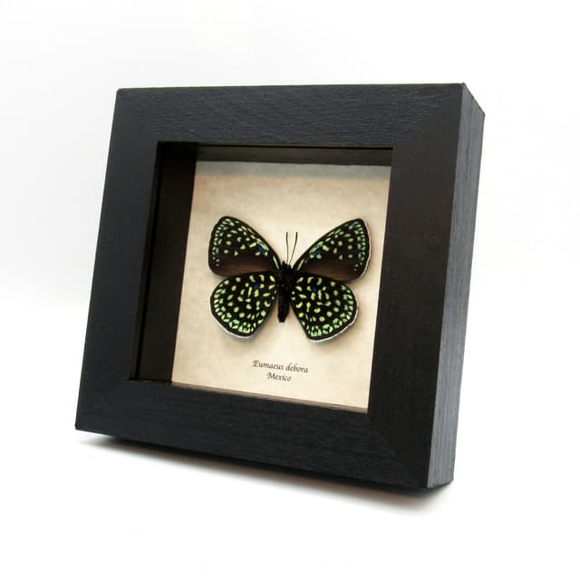 Real metallic green butterfly framed taxidermy - Eumaeus debora - large female