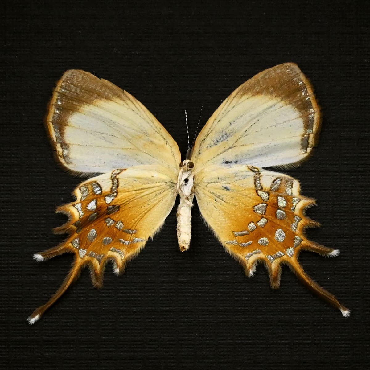 Real metallic gold butterfly framed taxidermy - helicopis cupido - female