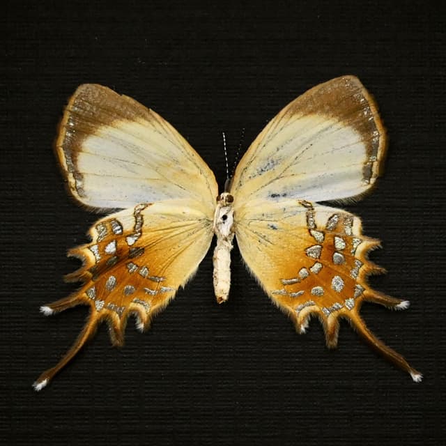 Real metallic gold butterfly framed taxidermy - helicopis cupido - female
