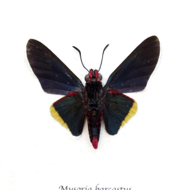 Real Royal Firetip Skipper butterfly framed taxidermy - Mysoria barcastus
