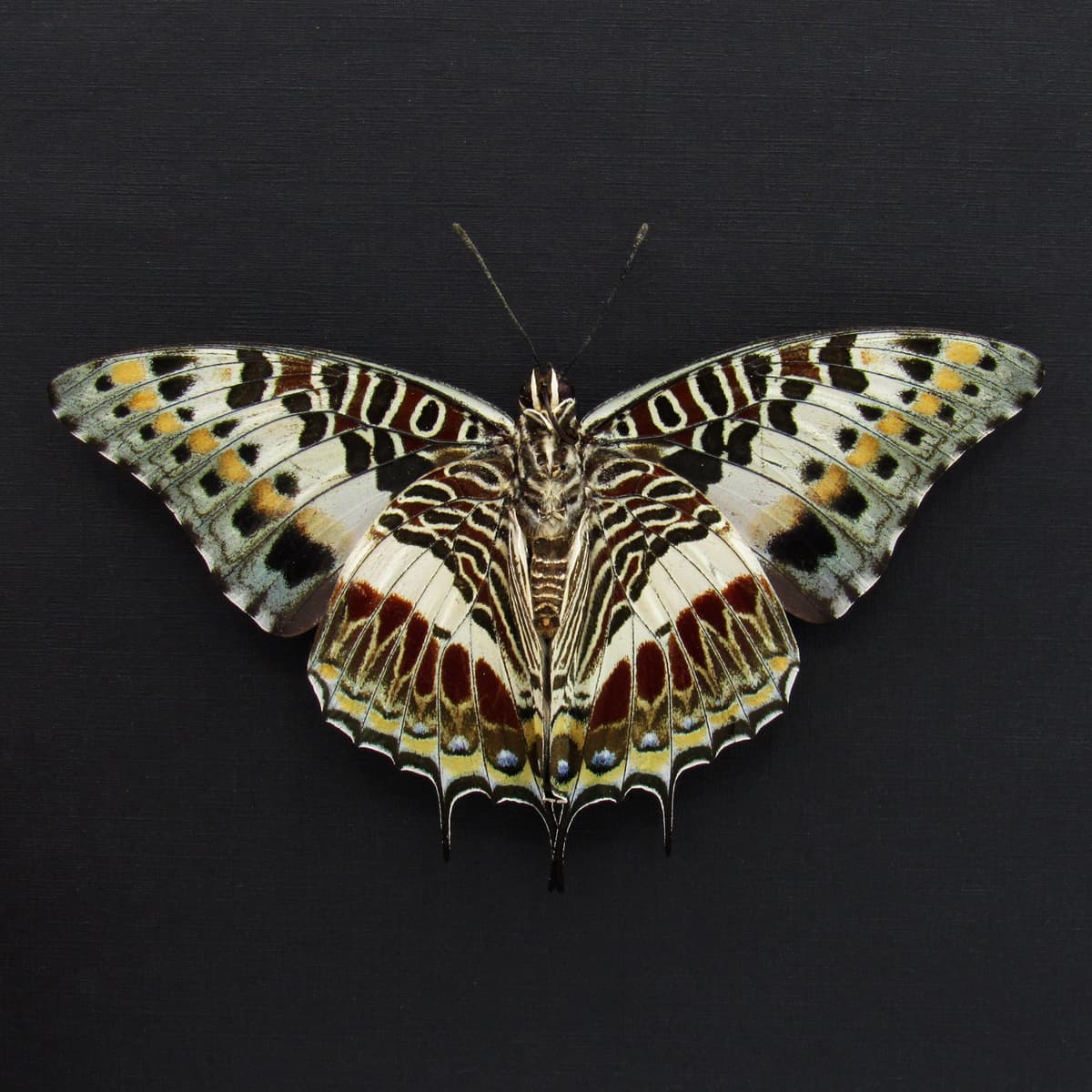 Real Giant Emperor butterfly framed taxidermy - Charaxes castor - female - Victorian mount