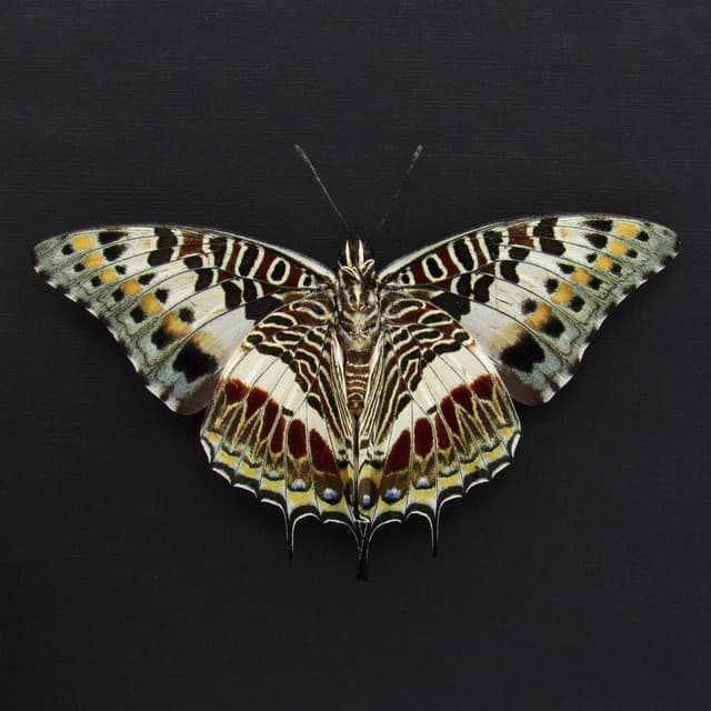 Real Giant Emperor butterfly framed taxidermy - Charaxes castor - female - Victorian mount