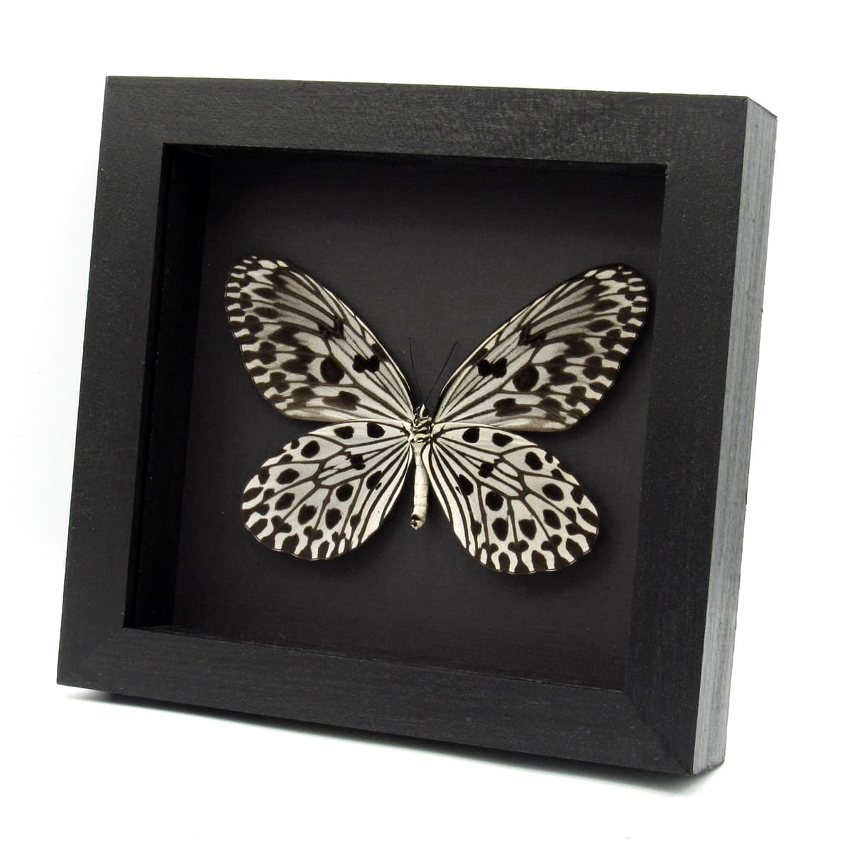 Real large Tree Nymph butterfly framed taxidermy - Idea hypermnestra belia