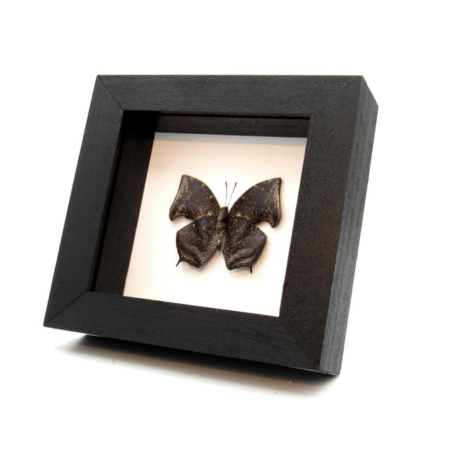 Real bark mimicking butterfly framed taxidermy - Memphis acidalia