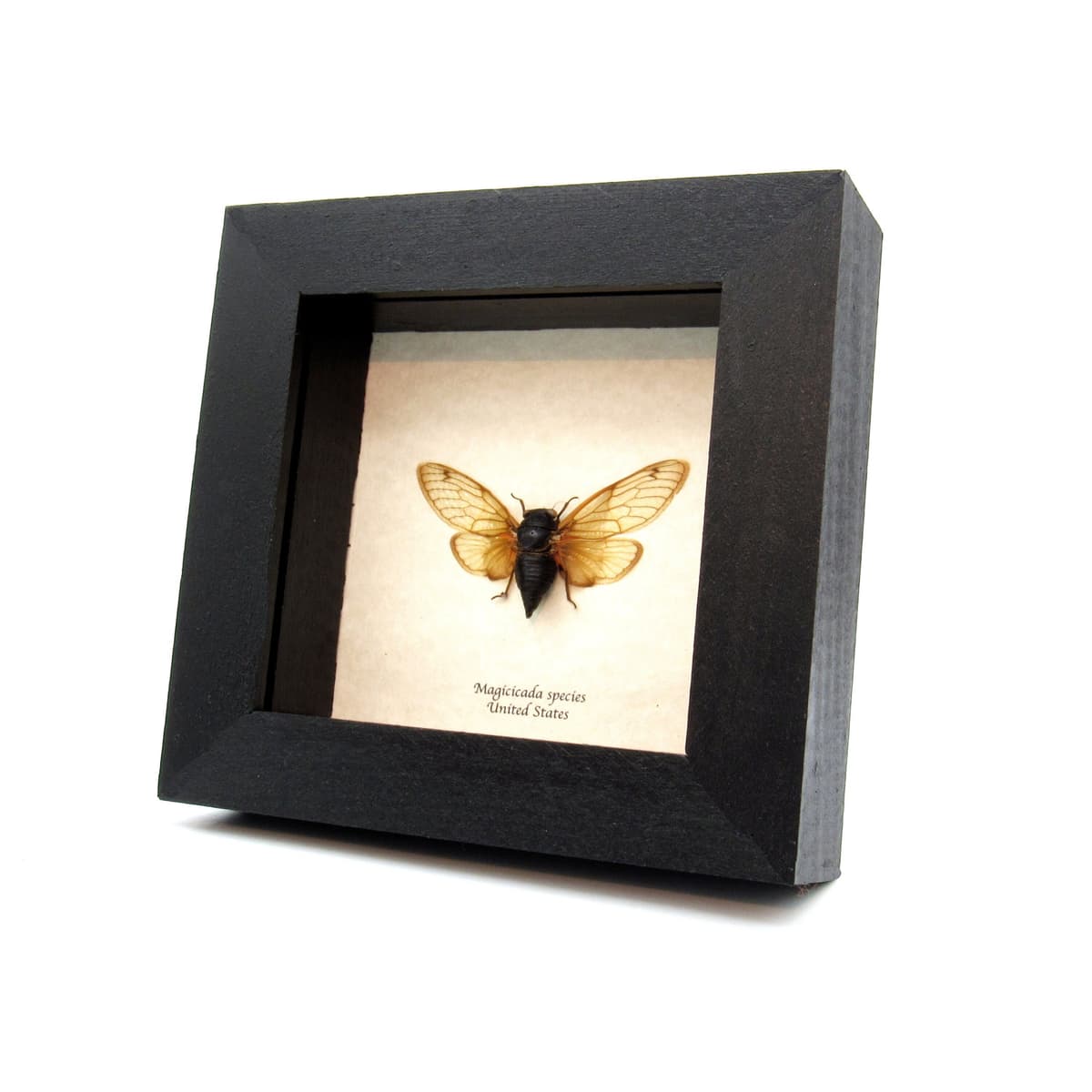 Real Brood X 2021 Periodical Cicada framed taxidermy - Magicicada species