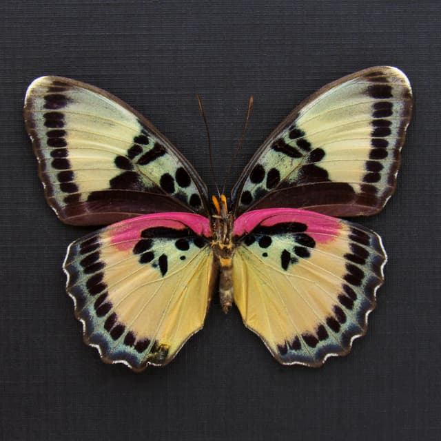 Real Crocker's Forester butterfly framed taxidermy - Euphaedra crockeri - female
