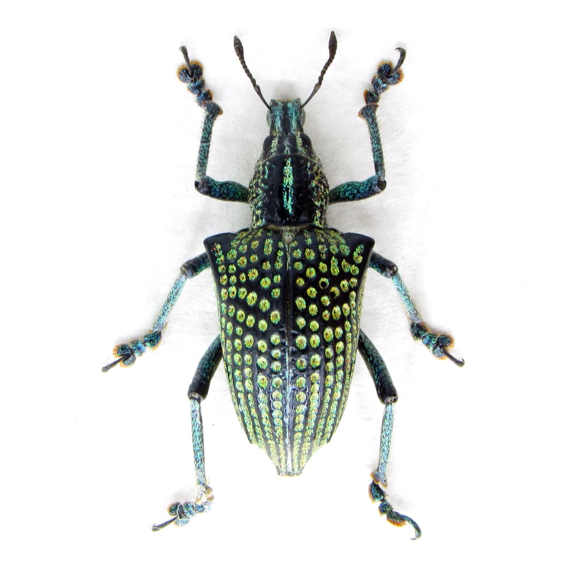 Rare glitter Weevil beetle framed taxidermy - Entimus imperialis